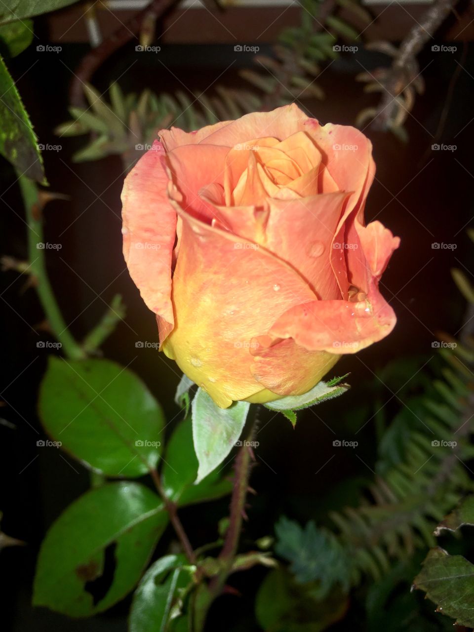Water drop on rose flower