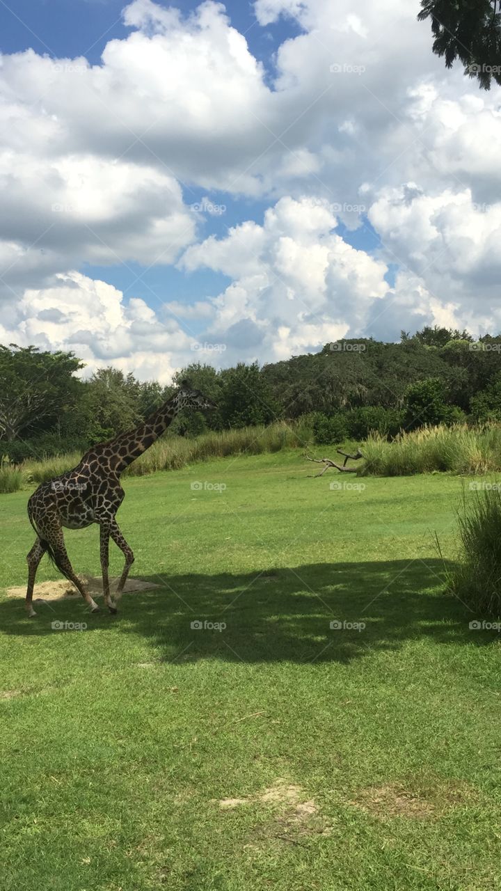 Mr giraffe on the safari 