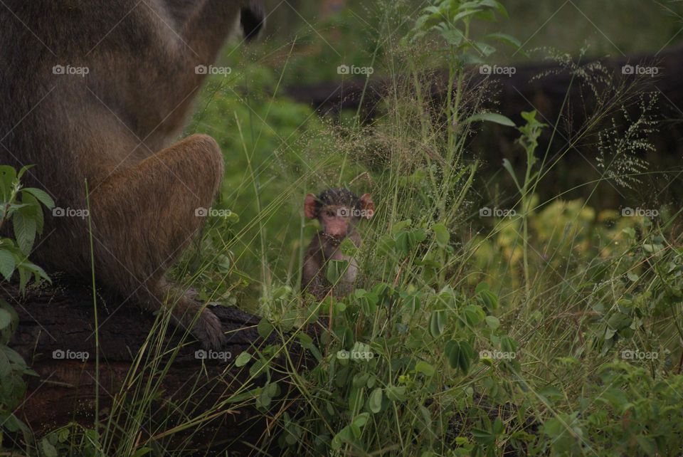 A baby monkey amidst the grass 