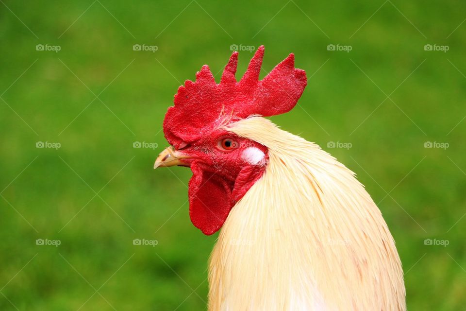 Rooster 
