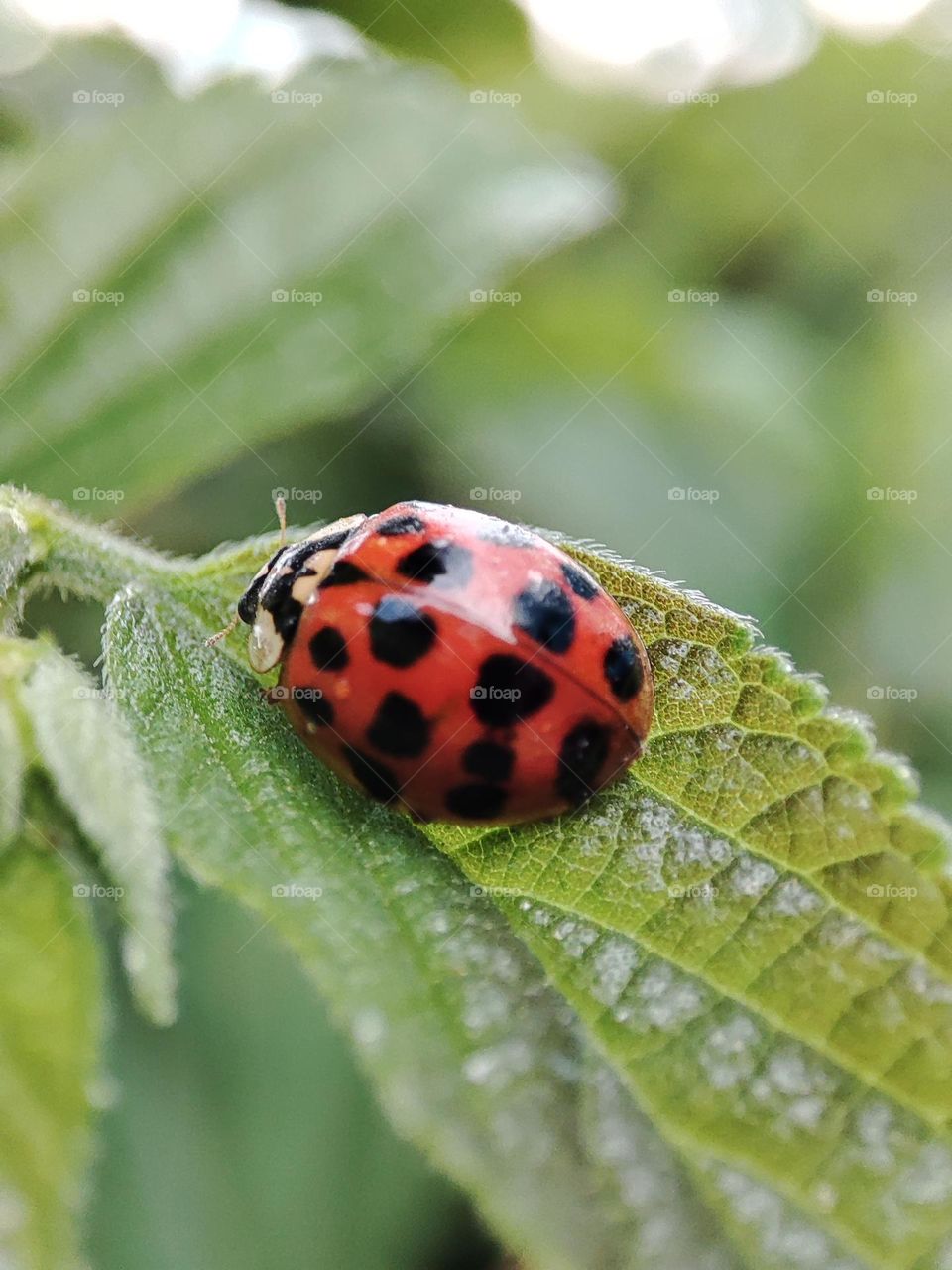 Ladybug on a leaf