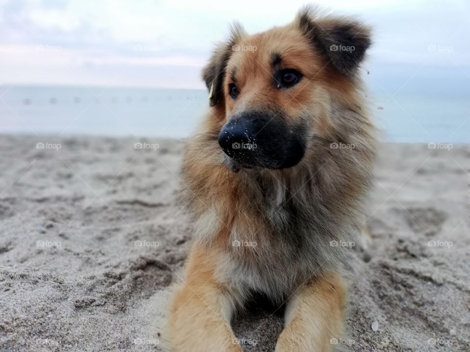 Summer days with human best friends on the beach