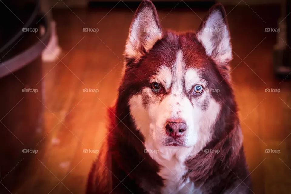 Husky face