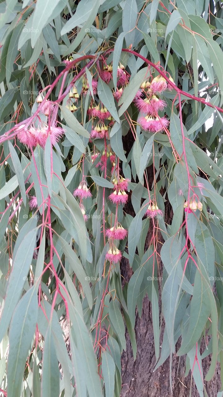 Fluffy Pink Flower Eucalyptus