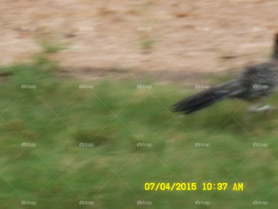 where did he go?. Who said that a Texas roadrunner wasn't fast? I was trying to get more than one photo 📷 of this roadrunner but missed