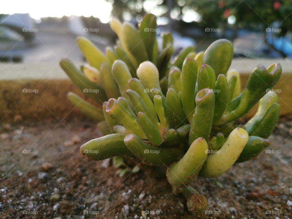 Succulent on a little balcony