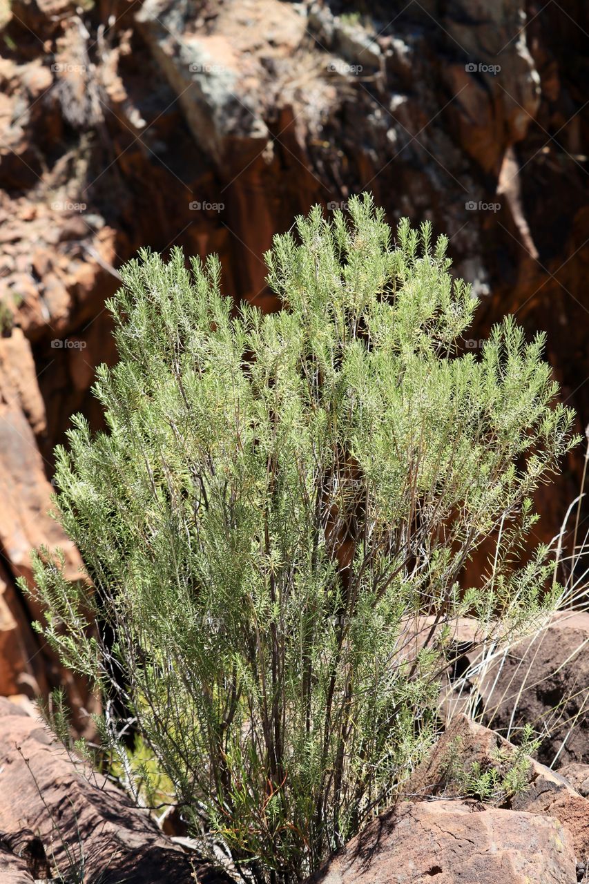 Green bush growing on a Canyon rock wall face in the Flinders Ranges at Sacred Canyon near Wilpena Pound in South Australia flora 