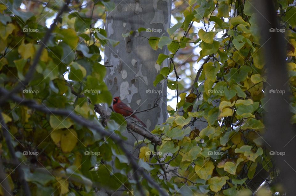 Caught this little guy while walking in the woods