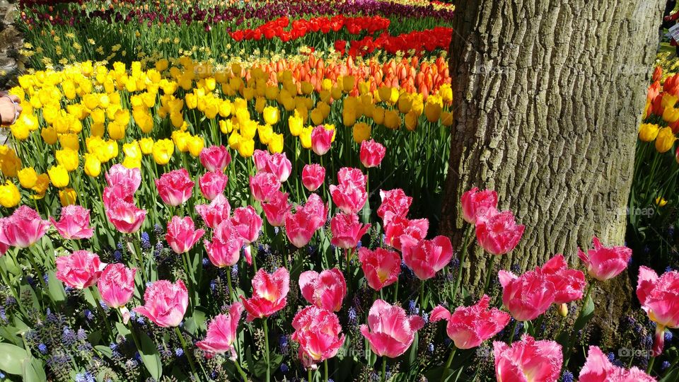 Multi-color Tulips