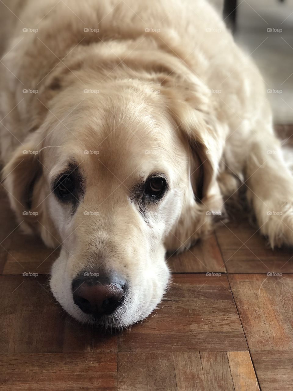 Nocas (9 years old Golden Retriever)
