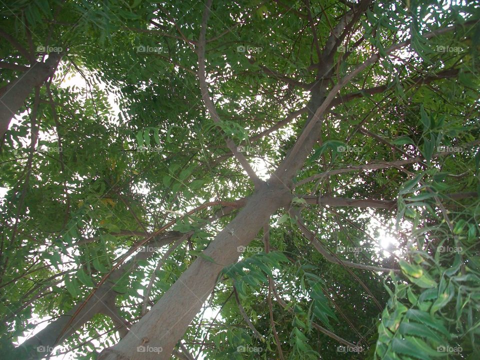 Las hojas del árbol
