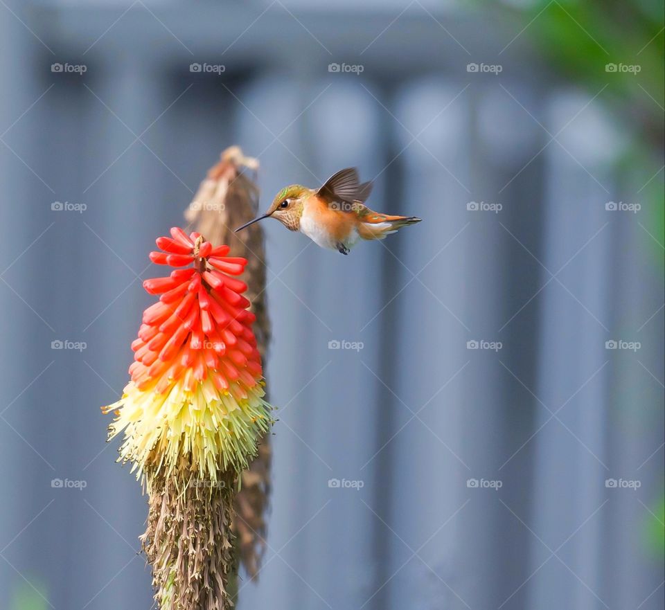 Hummingbird in flight