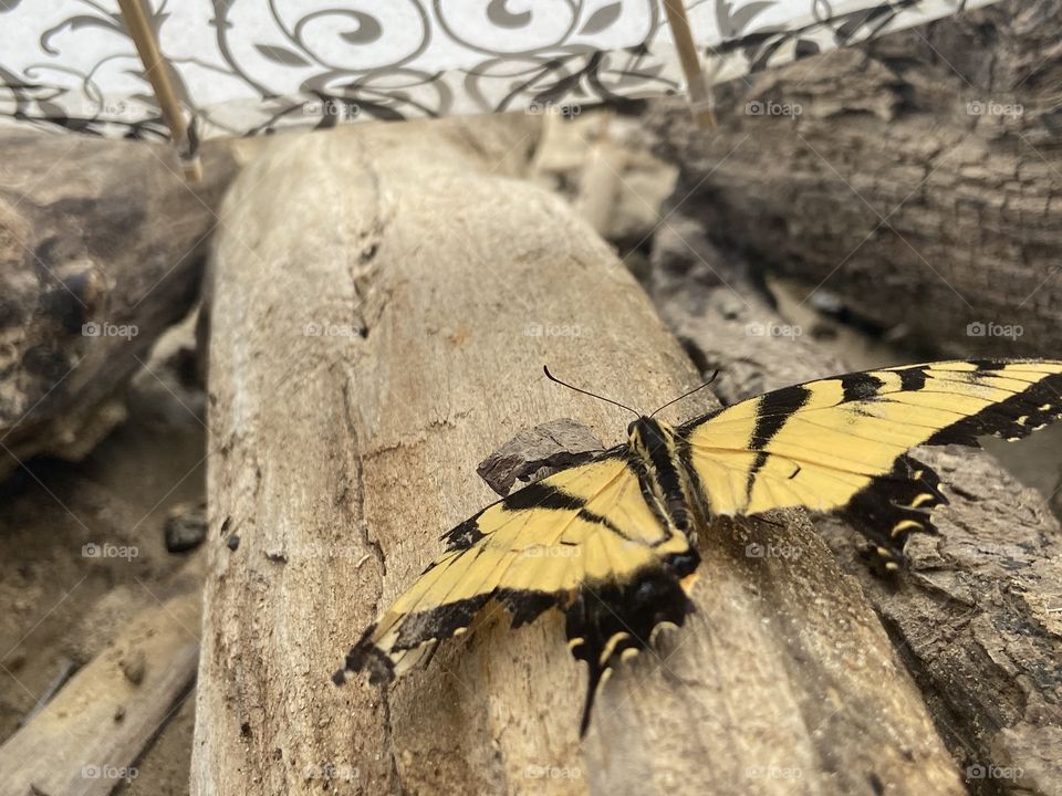 Saved a butterfly on the beach