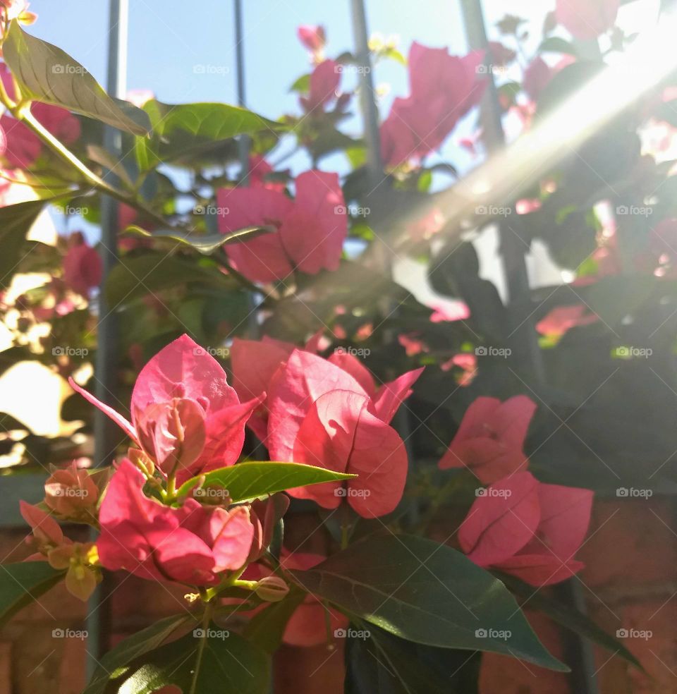 Bougainvilles and the sunlight