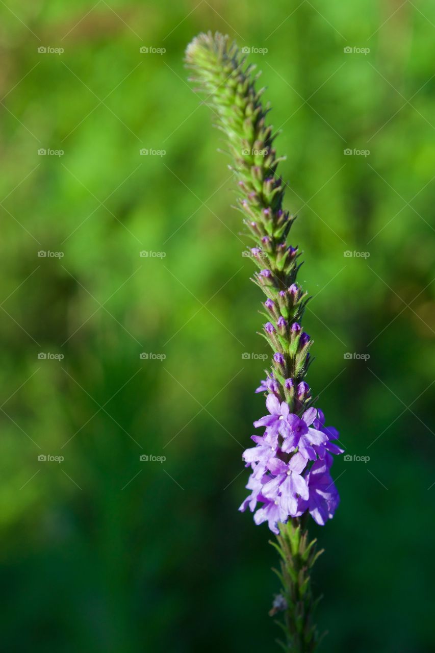 Closeup of a Hoary Vervain plant in a sunny meadow