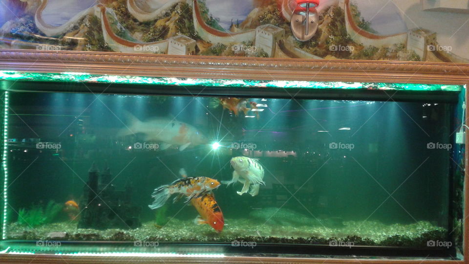 Beautiful Fish Tank