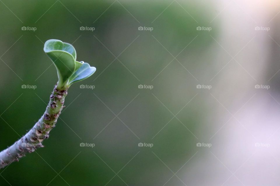 Leaf bloom