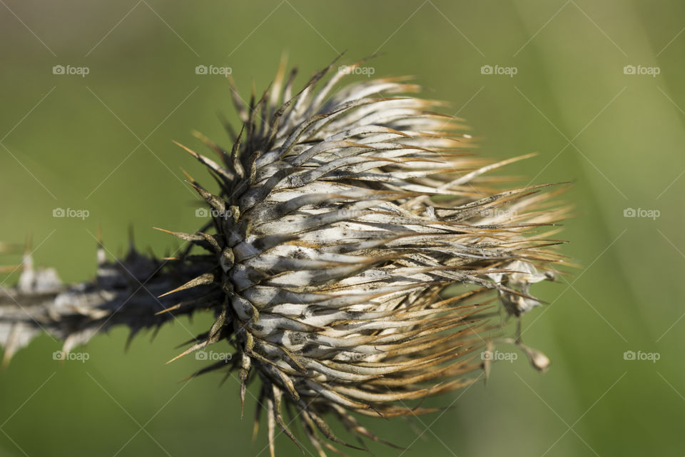 Dry seeds of burdock in spring. Macro photography