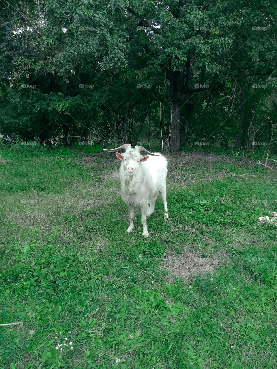 old goat grazing in a meadow