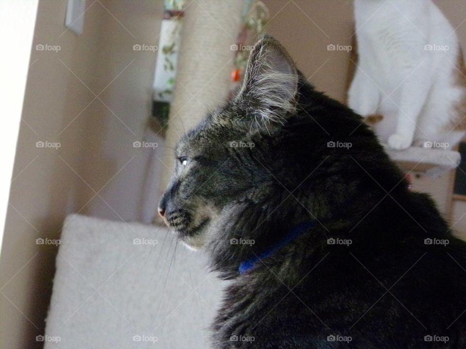 Side view of cat