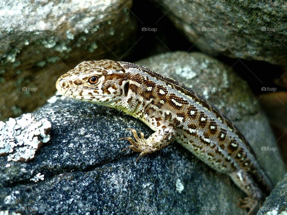 Sand lizard with red eye on a rock