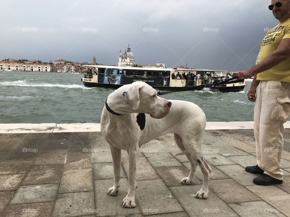 Following the scent of food, a Great Dane changes direction on the Venice waterfront.