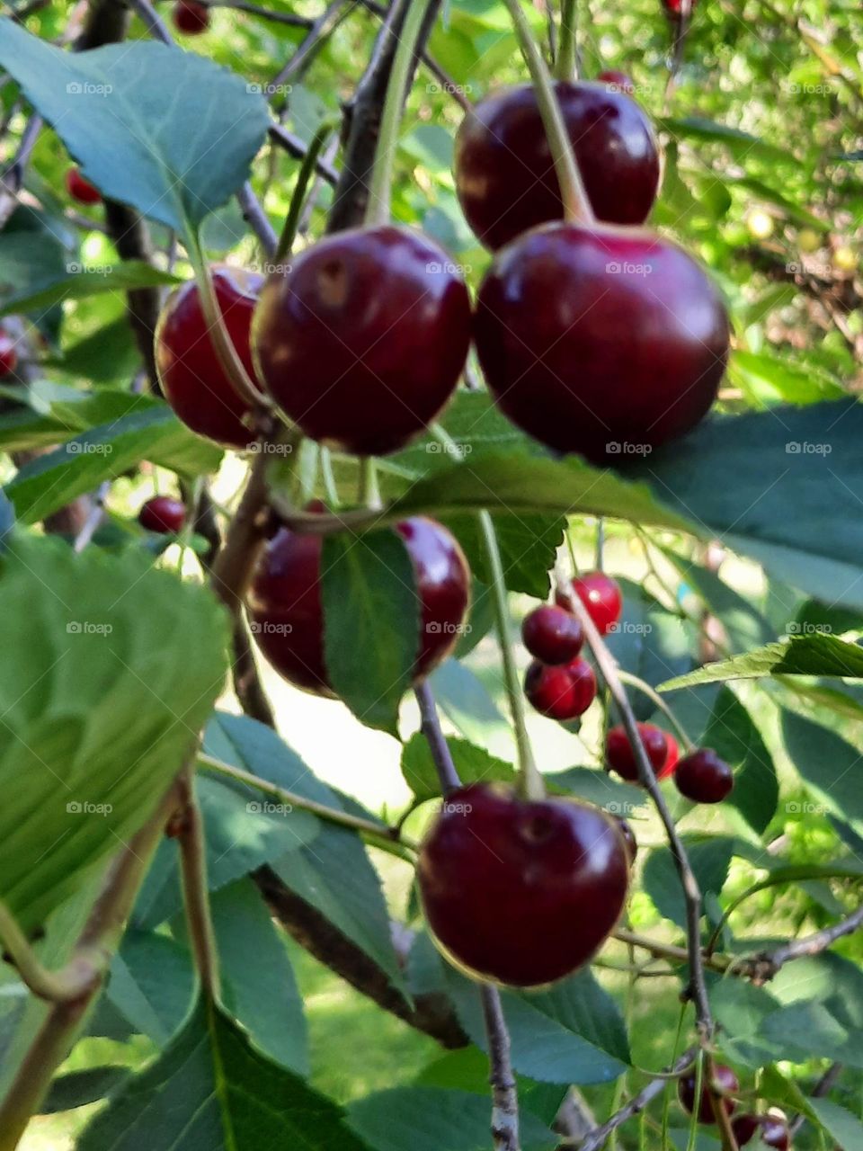 magenta cherry fruits in sun and shade