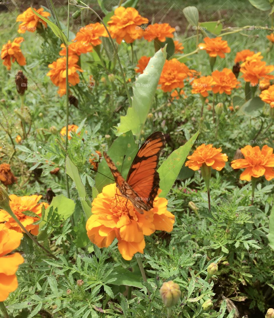 FOAP MISSIONS - One of the most beautiful signs of spring: the flowers blooming and the butterflies flying! / Um dos mais belos sinais da primavera: as flores desabrochando e as borboletas voando!