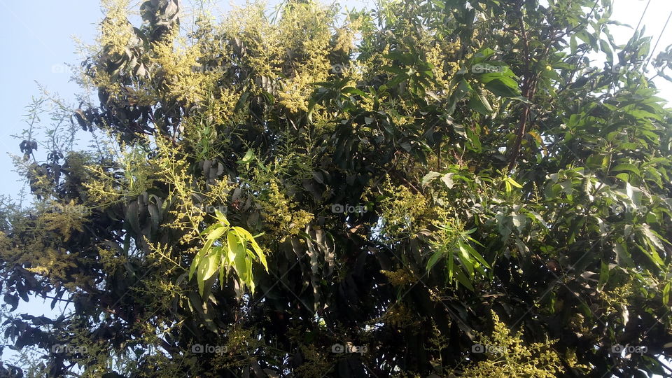 Mango Tree In Manzar