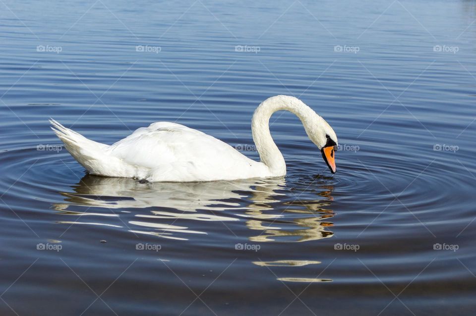 Swan