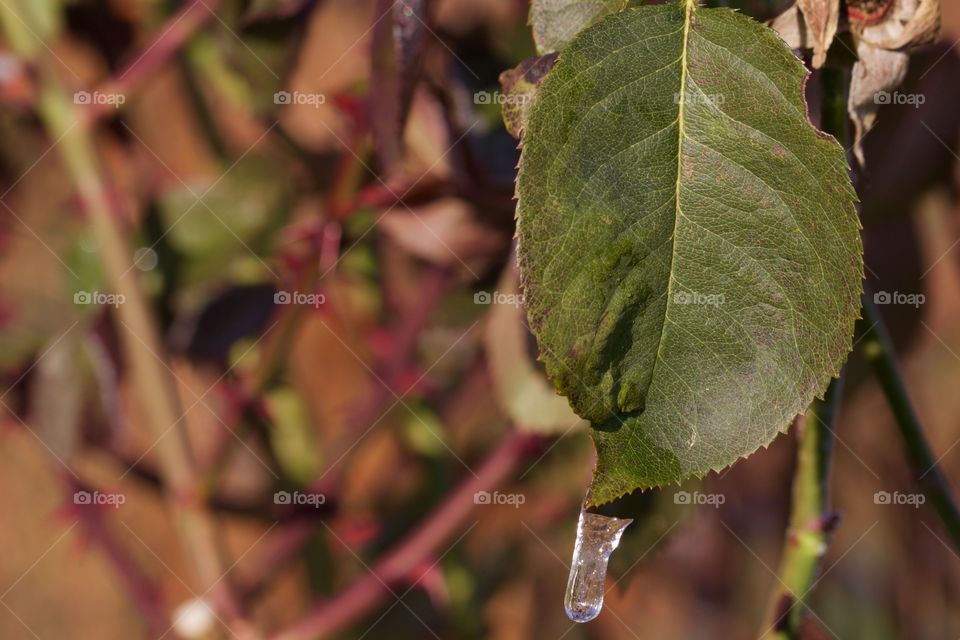 Frozen water drop on leaf
