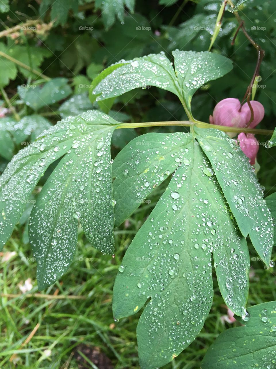 Dicentra plant leaf covered in dew drops after a damp summer night in the garden 