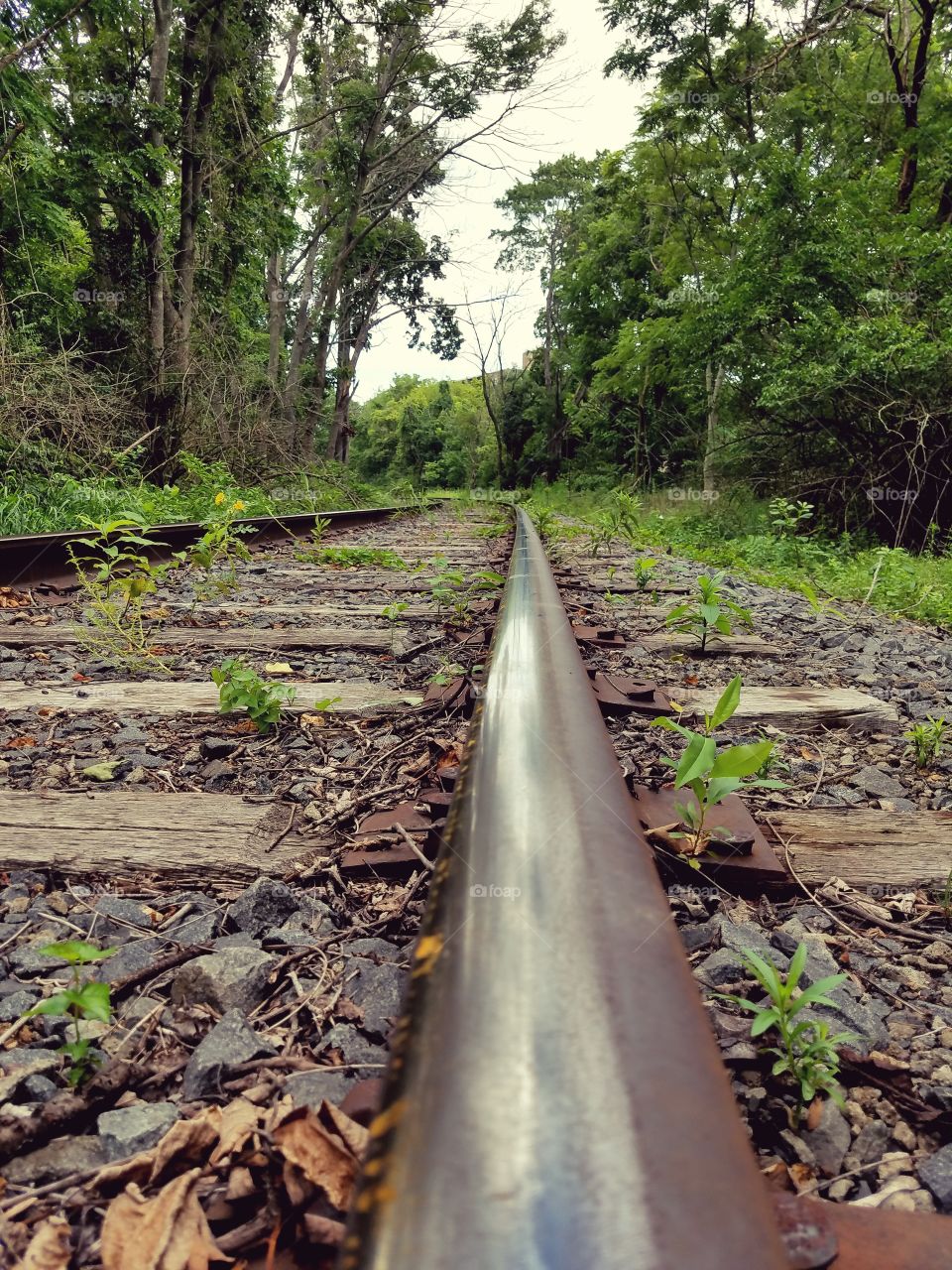 train tracks in summer