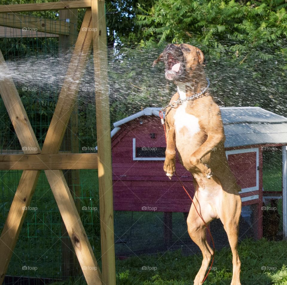 Pets and animals, Boxer trying to catch water from a garden hose.