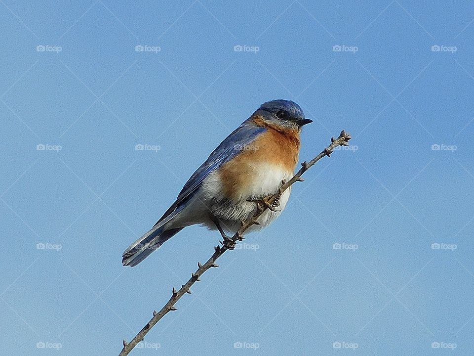 First sign of spring- Eastern Blue Bird on watch duty