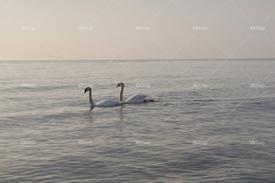 Swan's at Stenshuvud