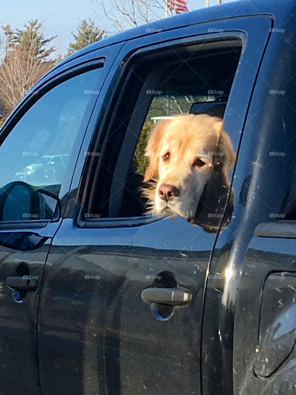 Dog Patiently Waiting In Back Seat of Truck
This dog was patiently waiting for his master to come out of the grocery store or maybe even the dog treats that might be coming out for him too!🐶