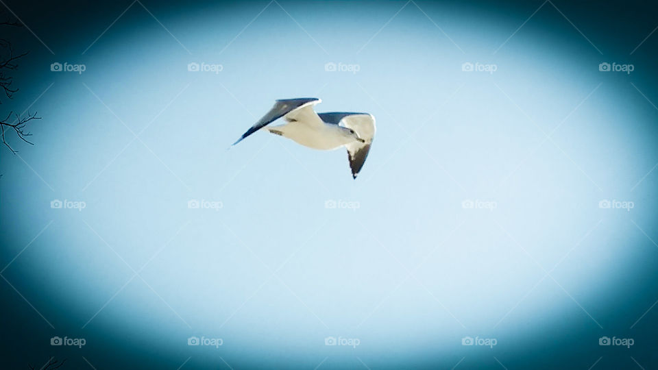 seagull