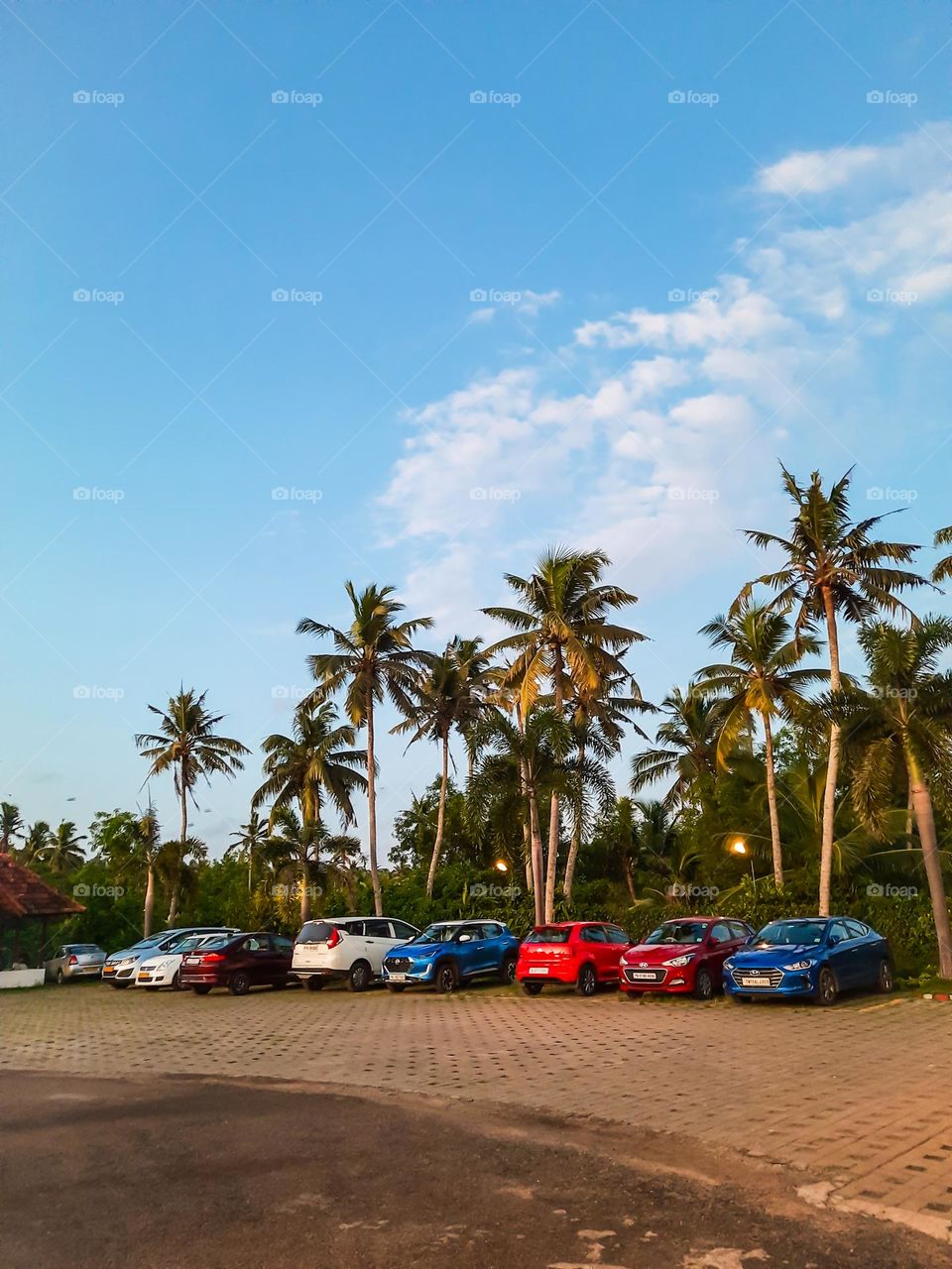 Cars parked under the trees