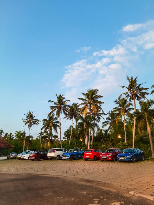 Cars parked under the trees