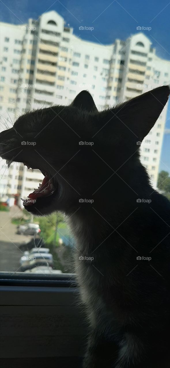 Сейчас  спою.!