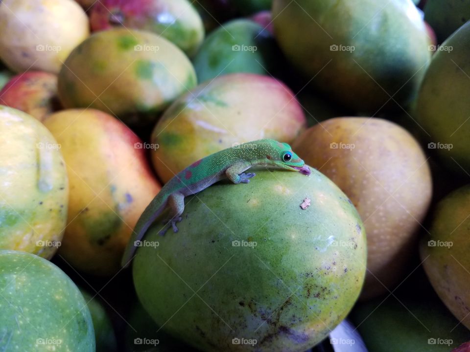 Geico on a mango