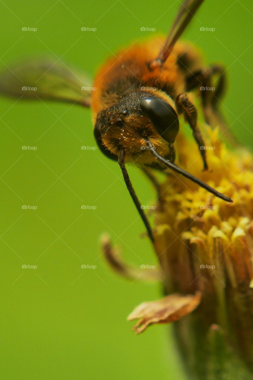 Flower and Insect