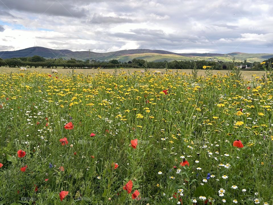 Wildflower meadow