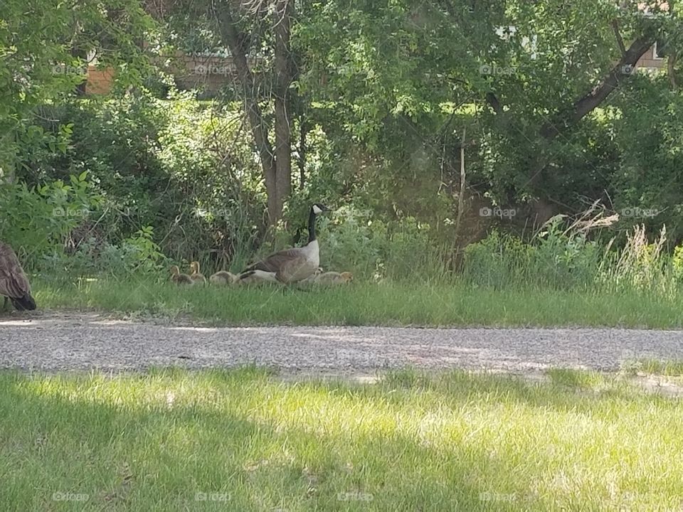 baby geese out for a walk