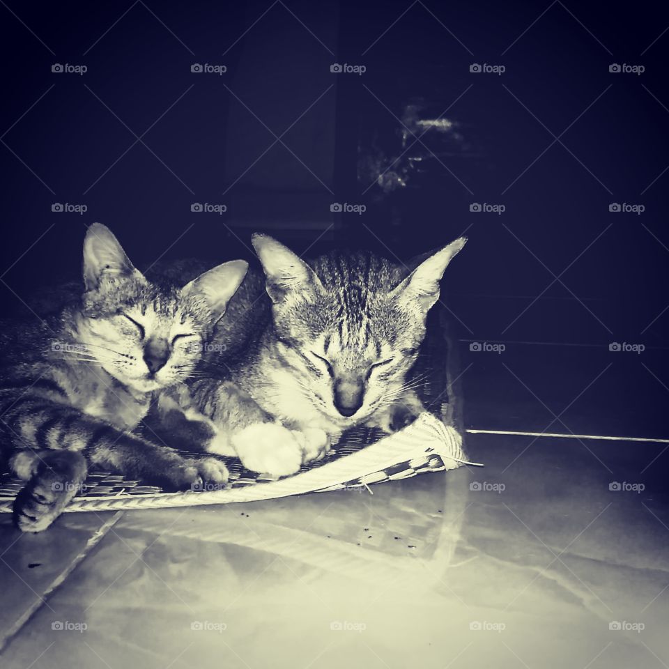 Two cats sleeping on a mat