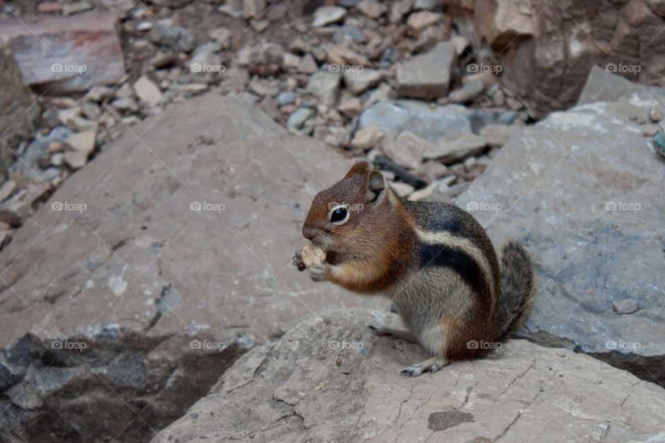 Chipmunk