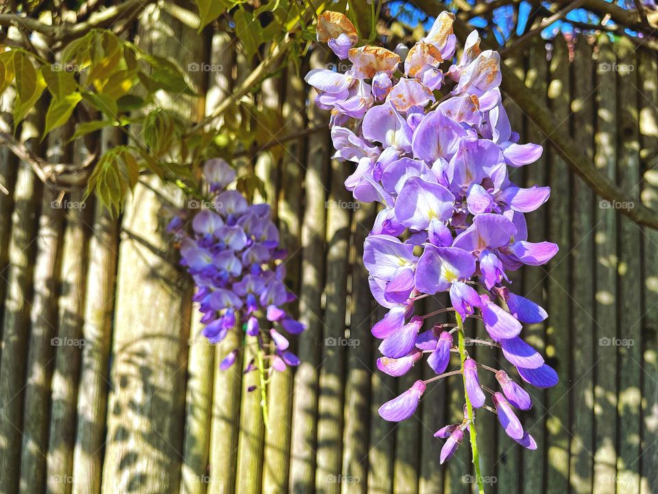 Wisteria cascading over a fence 