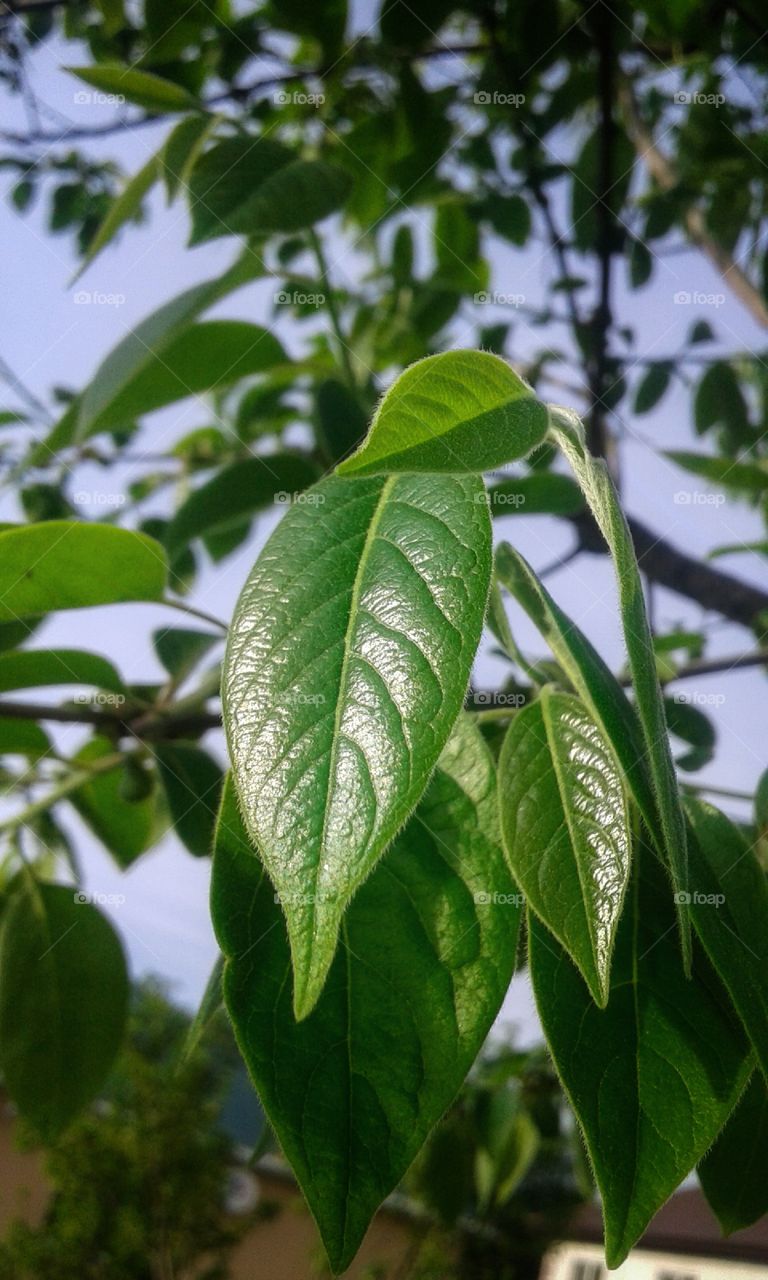 A branch of a tree with green leaves.