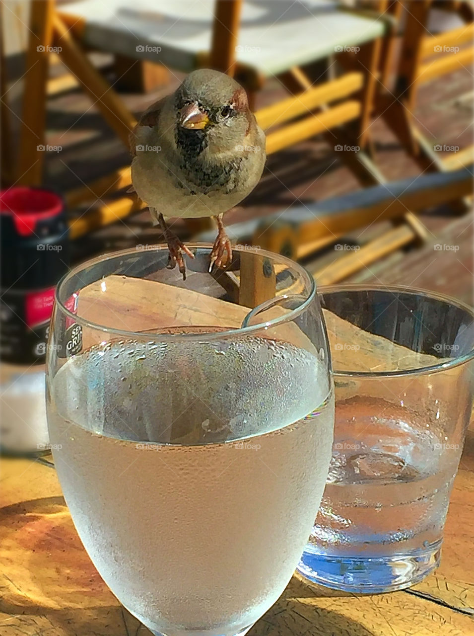 Drinking Beach Town Bird
